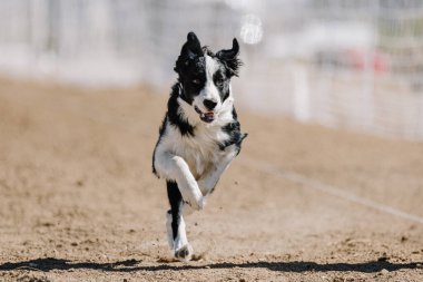 Sınır Collie Koşu Pisti Hızlı Koşan Köpek Sporu