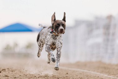 Alman Kısa Konum Koşu Pisti Hızlı Koşu Köpek Sporu