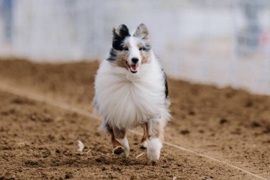 Merle Shetland Çoban Köpeği Sheltie Hipodrom Koşu Alanı Hızlı Köpek Sporu