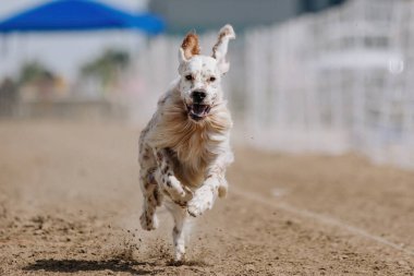 English Setter Koşu Pisti Hızlı Köpek Sporu Toprakta