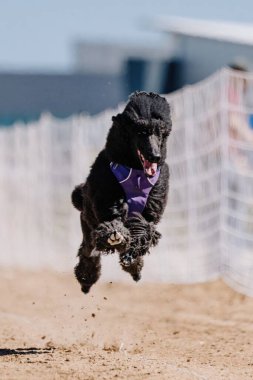 Siyah Standart Kaniş Kir içinde Koşan Koşu Pisti Köpek Sporu