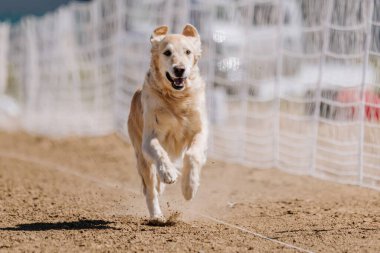 Golden Retriever Koşu Pisti Hızlı Köpek Sporu Toprakta