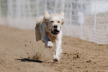 İngiliz Cream Golden Retriever Koşu Pistinde Koşan Hızlı Köpek Sporu