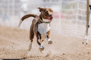 Tüm Amerikan Karışık Melez Köpekler Koşu Alanı Koşu Pisti Hızlı Köpek Sporu