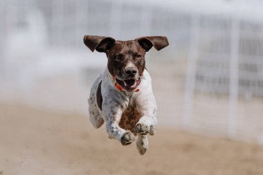 Alman Kısa Konum Koşu Pisti Hızlı Koşu Köpek Sporu