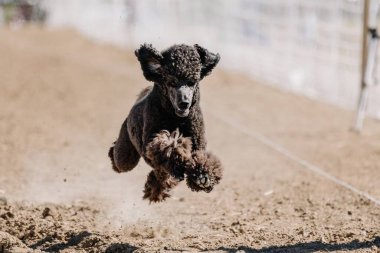 Black Standard Poodle Running Lure Course Sprint Dog Sport in Dirt clipart