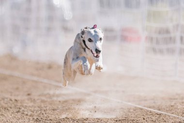 Kırbaç Koşu Pisti Hızlı Köpek Sporu Toprakta