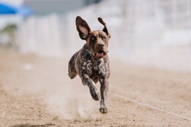 Alman Kısa Konum Koşu Pisti Hızlı Koşu Köpek Sporu