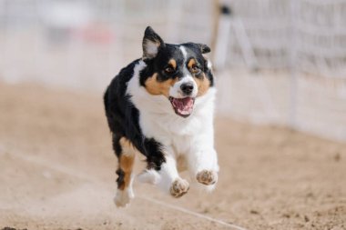Avustralyalı Çoban Köpeği Koşan Yem Pisti Köpek Sporu
