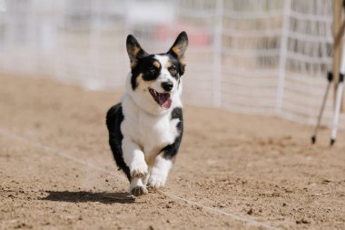 Pembroke Welsh Corgi Koşu Alanı Koşu Alanı Hızlı Köpek Sporu