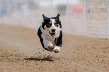 Pembroke Welsh Corgi Koşu Alanı Koşu Alanı Hızlı Köpek Sporu