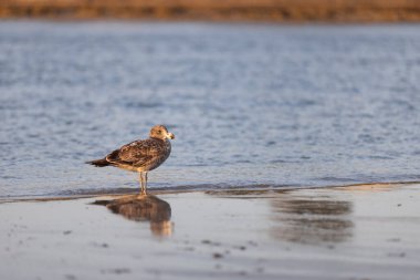 Pacific Gull Bird Stands Near the Water on beach at sunrise clipart