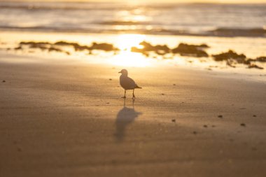 Golden Sunrise plajında yürüyen martı silueti.