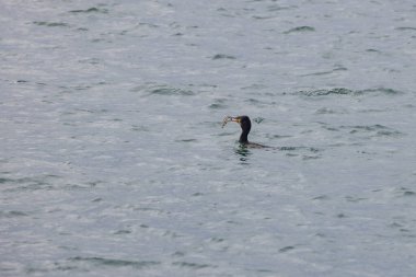Karabatak gagasında küçük bir balıkla yüzüyor. Kuş balık yakaladı.