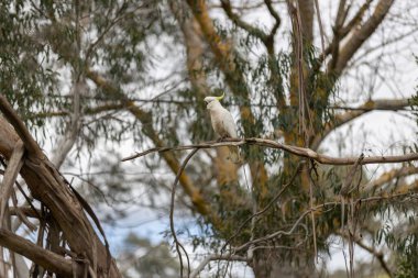 Bir okaliptüs dalına tünemiş sülfür armalı bir kakadu.