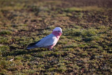 Pembe ve gri galah çalılıklarda çimlerin üzerinde duruyor.