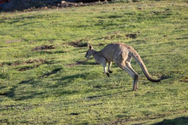 Doğu gri kanguru Victoria 'da çimenlik alanda hoplayıp zıplıyor.