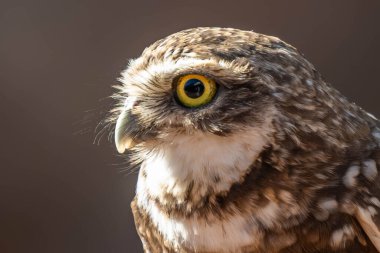 Tucson, Arizona 'da Yuvalı Baykuş