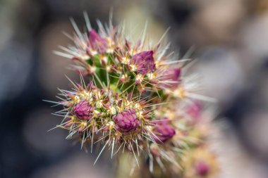 Arizona 'daki Organ Borusu Kaktüsü' nde çiçek açan bir kaktüs.