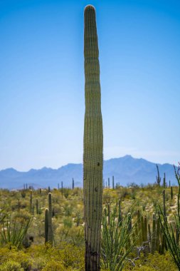 Arizona, Organ Boru Kaktüsü 'nde uzun ince bir Saguaro Kaktüsü.