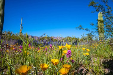 Arizona 'daki Organ Borusu Kaktüsü NM' nin manzarası