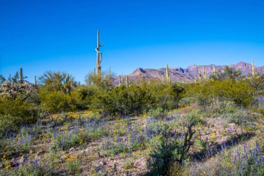 Arizona 'daki Organ Borusu Kaktüsü NM' nin manzarası