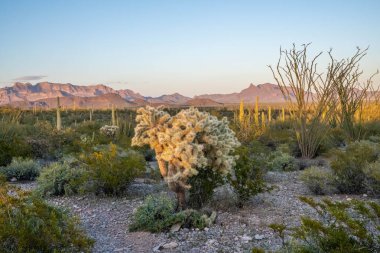 Arizona 'daki Organ Borusu Kaktüsü NM' nin manzarası