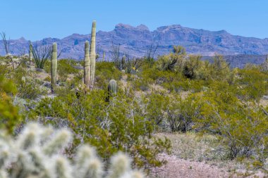 Arizona 'daki Organ Borusu Kaktüsü NM' nin manzarası