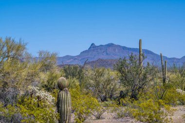 Arizona 'daki Organ Borusu Kaktüsü NM' nin manzarası