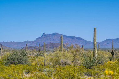 Arizona 'daki Organ Borusu Kaktüsü NM' nin manzarası