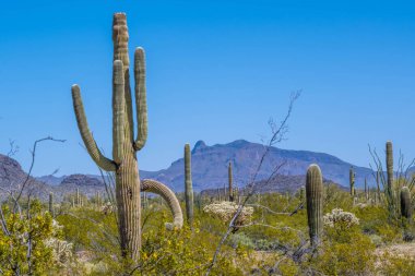 Arizona 'daki Organ Borusu Kaktüsü NM' nin manzarası