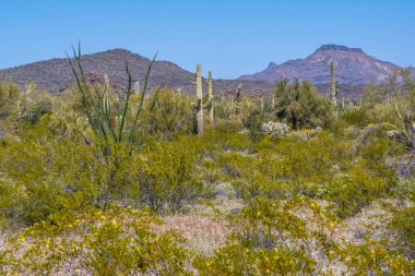 Arizona 'daki Organ Borusu Kaktüsü NM' nin manzarası