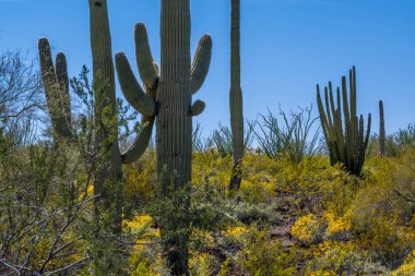 Arizona 'daki Organ Borusu Kaktüsü NM' nin manzarası