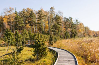 Broadwalk, Letonya 'nın sonbahar renkli ormanlarına dönüşüyor.
