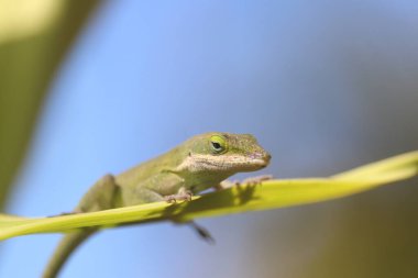 Kertenkele Yaprağın Üzerinde Oturuyor