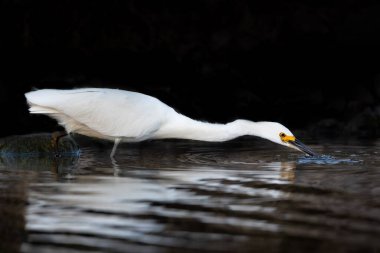 Balık Avlayan Sığır Yemi