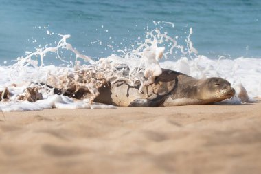 Hawaii Keşiş Mührü Dalgaların Sıçrattığı