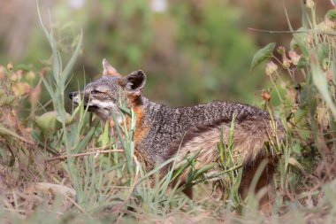 Channel Island Fox Smelling Plants clipart