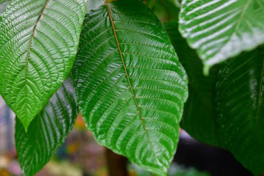 Sahadaki mitragyna Specosa ya da Kratom yaprağının yakın görüntüsü