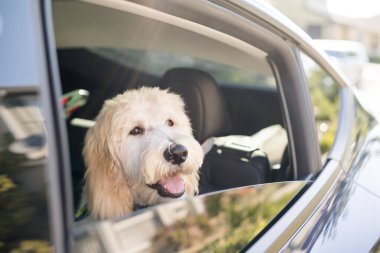 Arabadan dışarı bakan mutlu köpek.