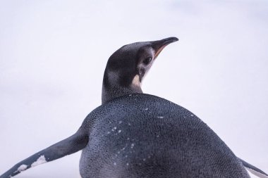 Emperor Penguin in Antarctica. South Pole clipart