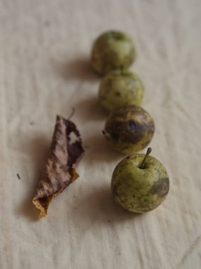 Çiğ dört küçük orman elması