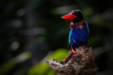 cekakak jawa veya halcyon siyanoventris