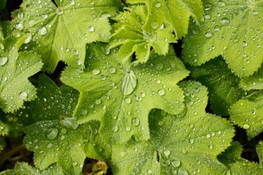 Gün ışığında su damlalarıyla kaplı yeşil bitki yaprakları.