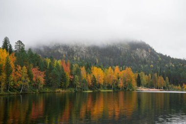 Sarı ormanlı sonbahar manzarası, Oulanka Ulusal Parkı, Finlandiya