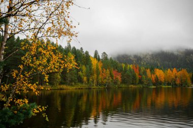 Sarı ormanlı sonbahar manzarası, Oulanka Ulusal Parkı, Finlandiya