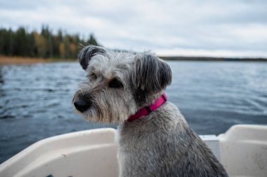 Yavrusu olmayan bir köpek kayıkta oturuyor.