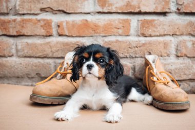 Üç renkli süvari kralı Charles Spaniel köpek yavrusu..
