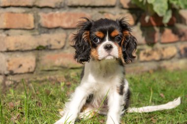Üç renkli süvari kralı Charles Spaniel köpek yavrusu..