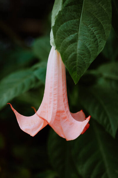 Close-up of Pink Brugmansia (Angel's Trumpet) Flower in a Lush Garden